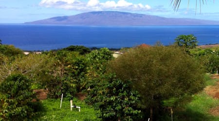 Visita guiada a granjas con degustación de vinos en Maui